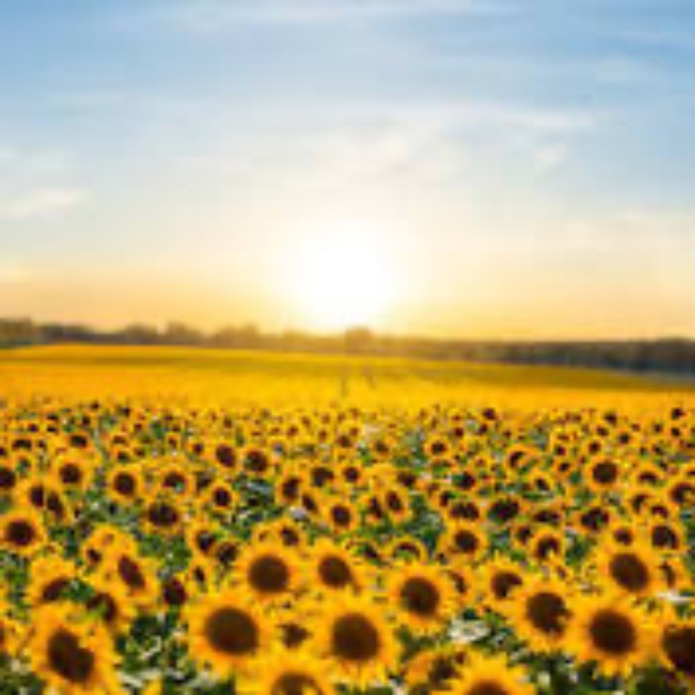 Meet your Posher, LovelySun